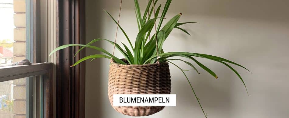 Blumenampeln Kategorie Startseite